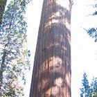 Sequoia Tree