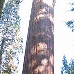 Sequoia Tree