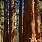 Sequoia trees - Sequoia NP (USA)