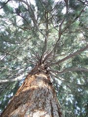 Sequoia ( Wilhelma Stuttgart )