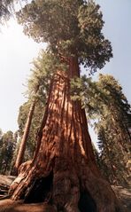 Sequoiadendron giganteum