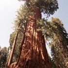 Sequoiadendron giganteum