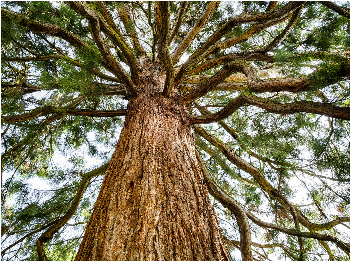 Sequoiadendron giganteum