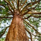 Sequoiadendron giganteum