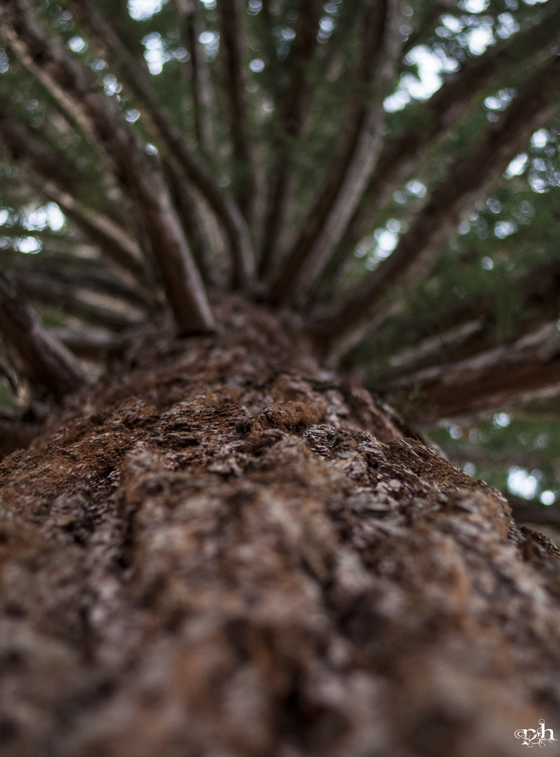 Sequoiadendron giganteum - Kalifornischer Mammutbaum