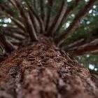 Sequoiadendron giganteum - Kalifornischer Mammutbaum