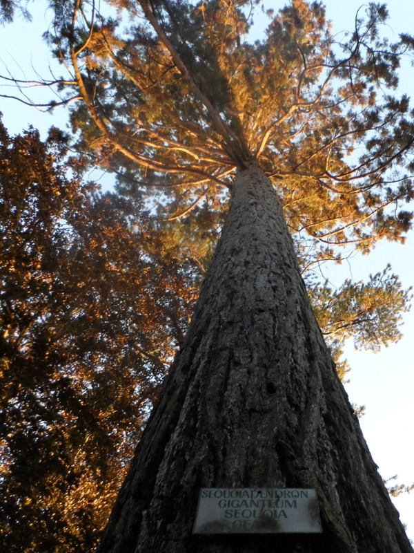 SEQUOIA....Jardin des plantes à Coutances ( Normandie)