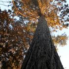 SEQUOIA....Jardin des plantes à Coutances ( Normandie)