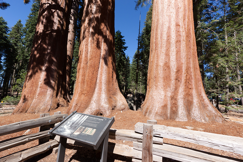 Sequoias