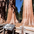 Sequoias