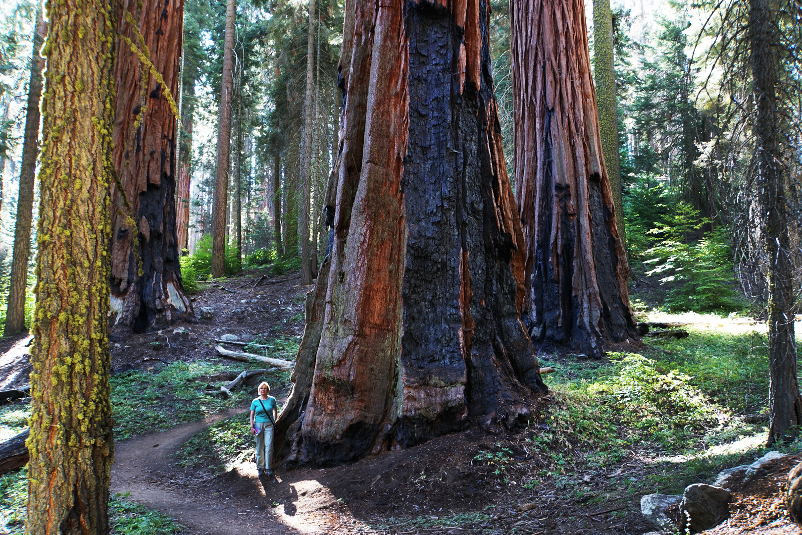 Sequoias