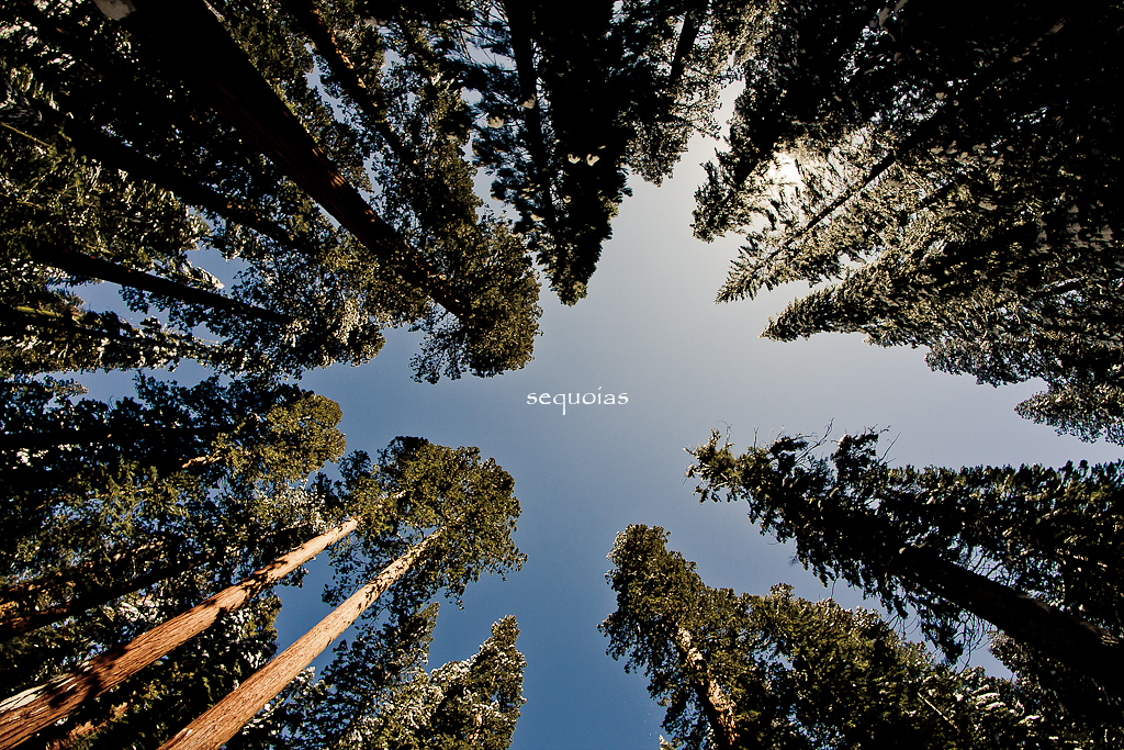 sequoias