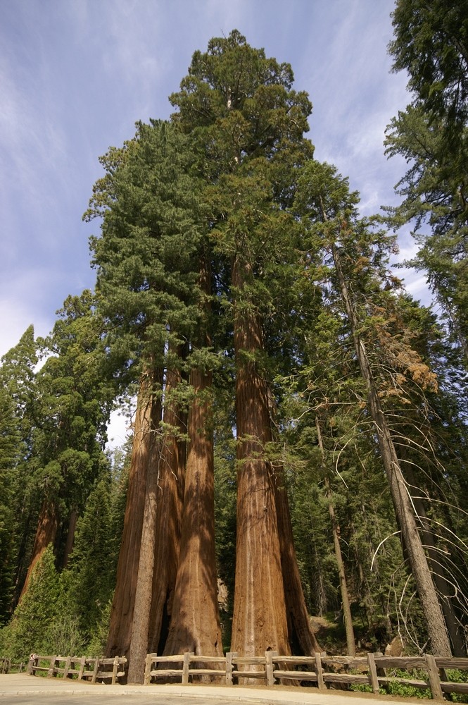 Sequoias