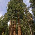 Sequoias