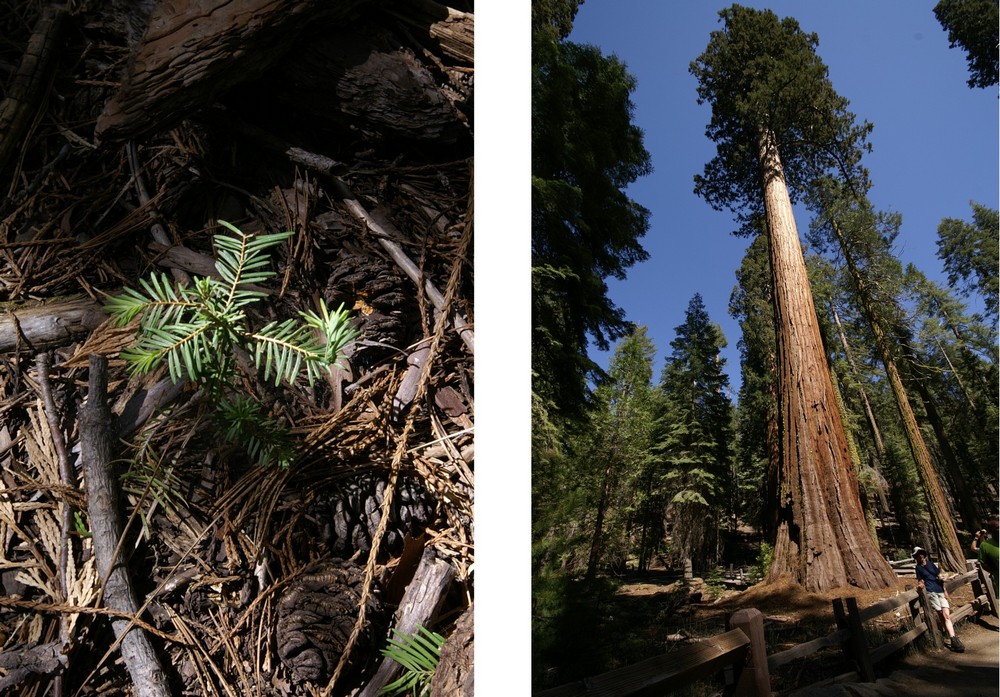 Sequoias im Mariposa Grove