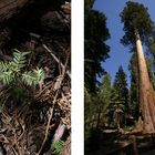 Sequoias im Mariposa Grove