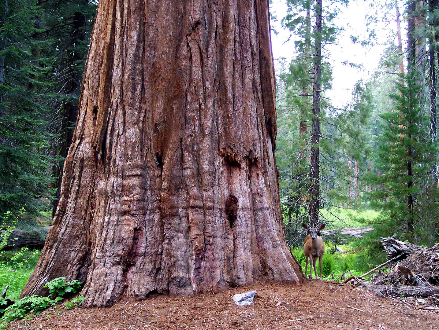 Sequoias - National Park - REH & MAMMUTBAUM are friends (USA - California)