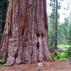 Sequoias - National Park - REH & MAMMUTBAUM are friends (USA - California)