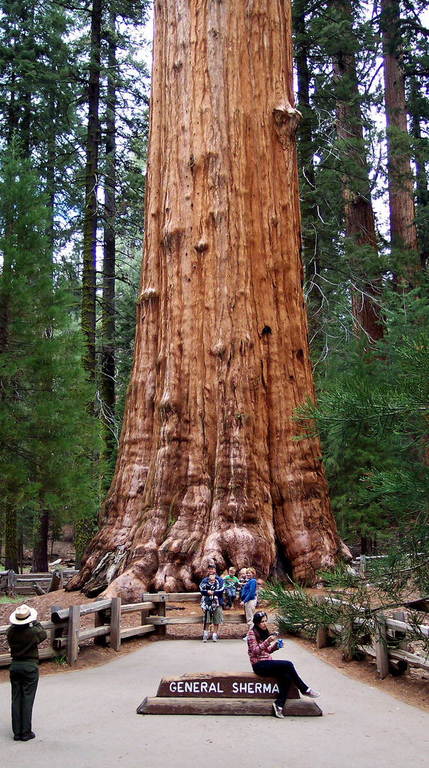 Sequoias - National Park - the BIGGEST tree (USA - Kalifornien)