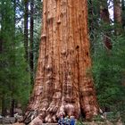 Sequoias - National Park - the BIGGEST tree (USA - Kalifornien)