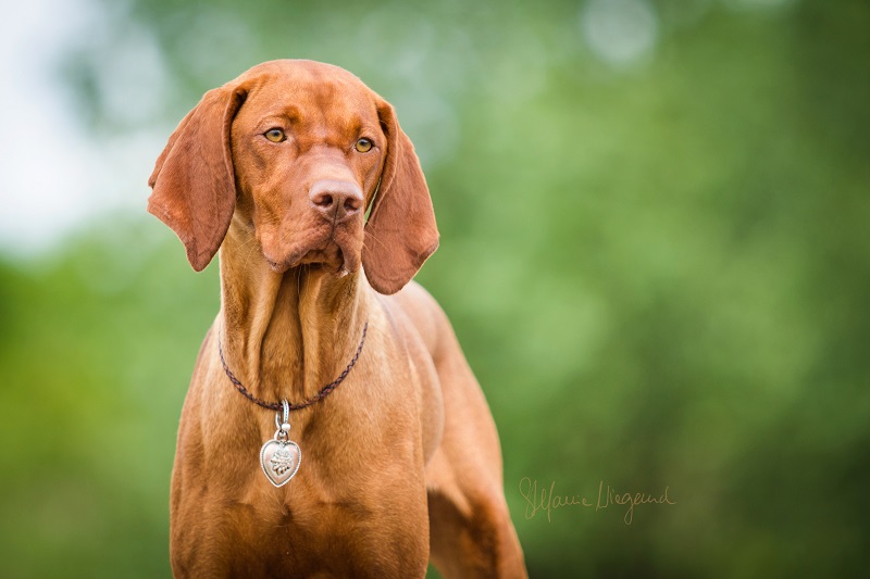 Sera [ Magyar Vizsla ]