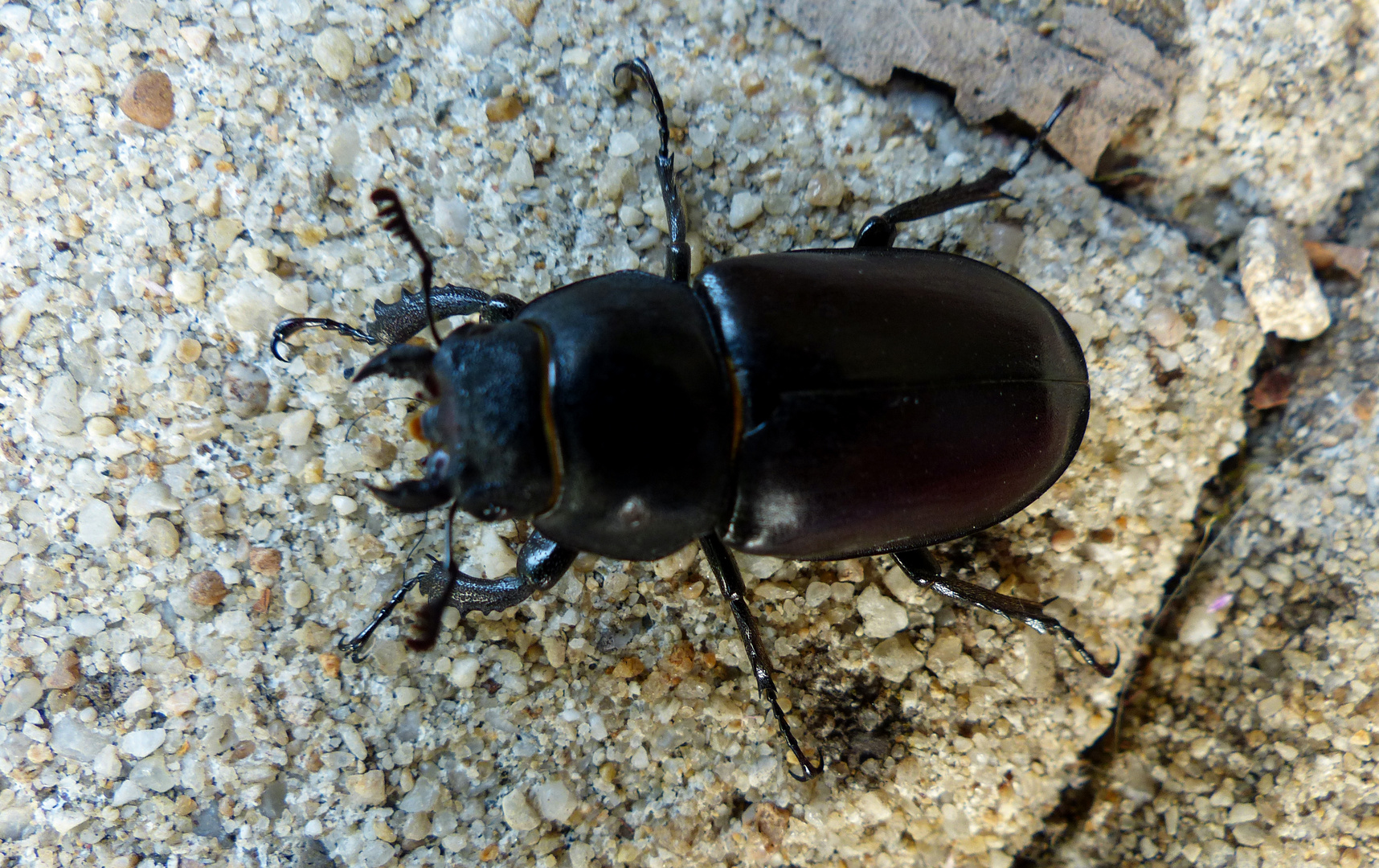 Serait-ce un cerf-volant (lucane) ?