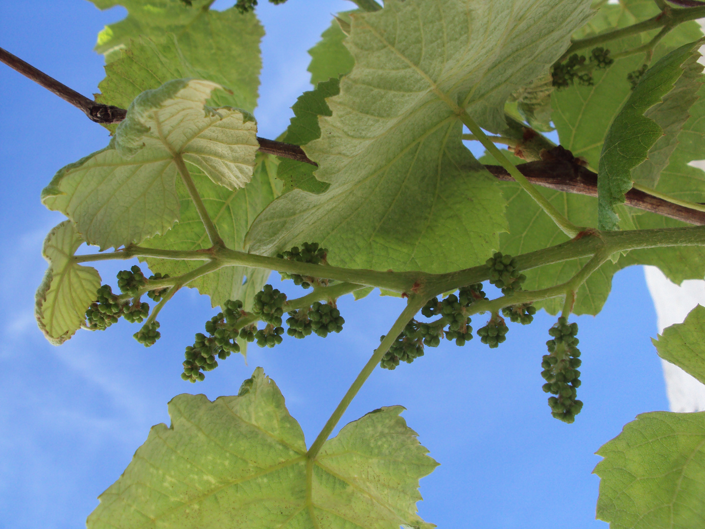 Serán uvas...