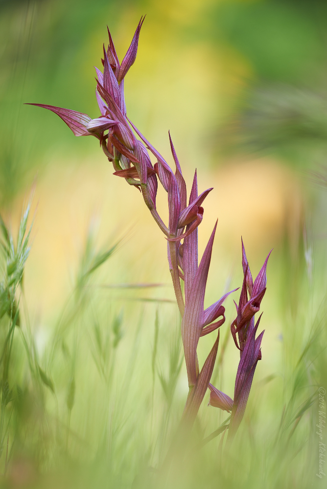 Serapias bergonii