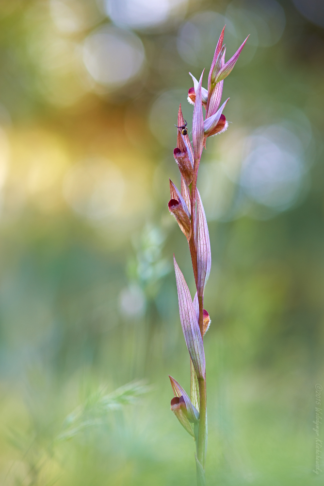 Serapias bergonii