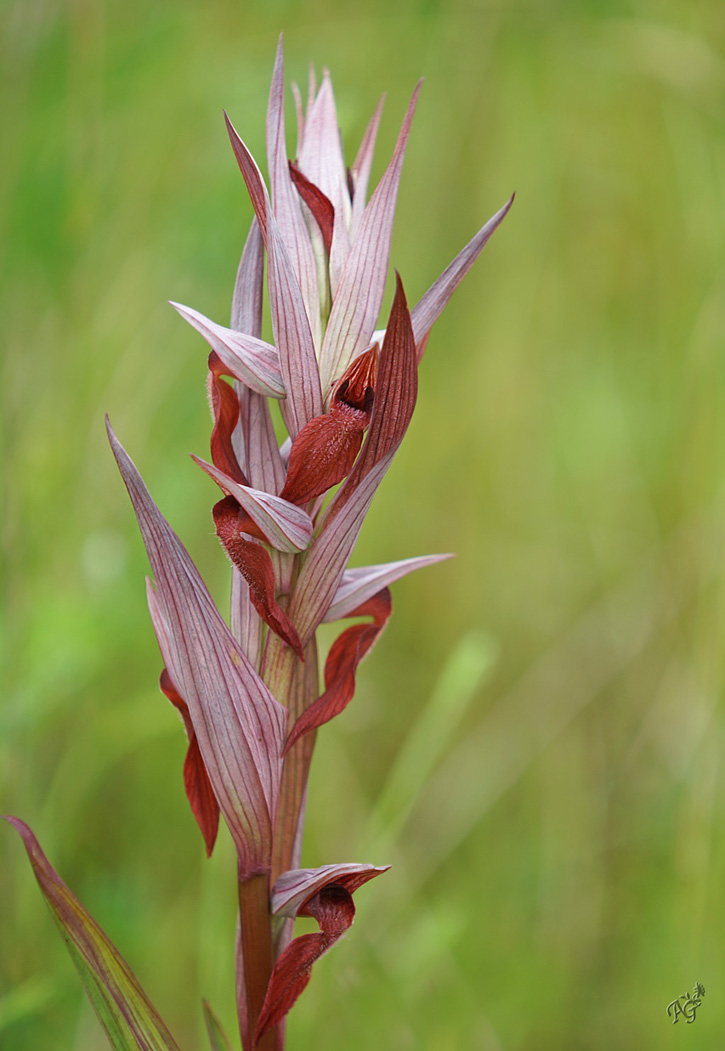 Sérapias Cordigera