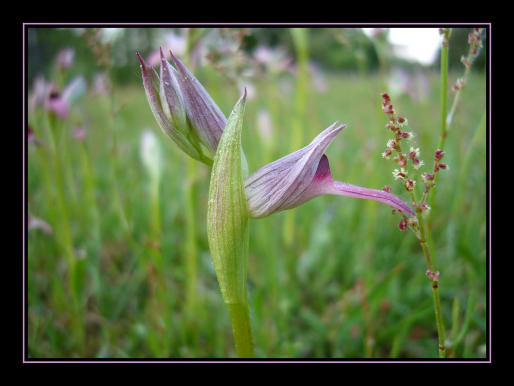 Serapias lingua