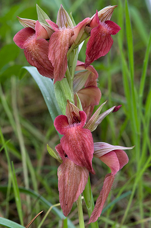 Serapias neglecta