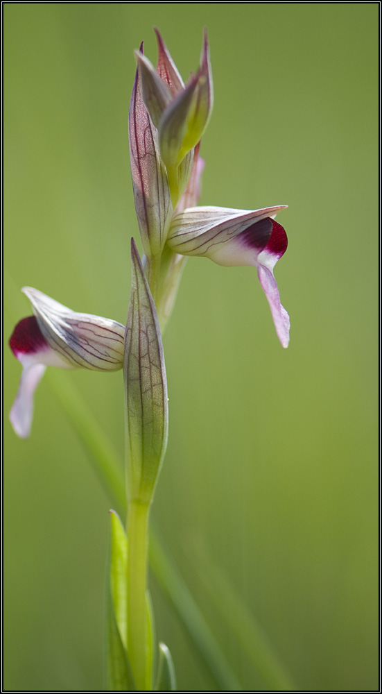 Serapias neglecta