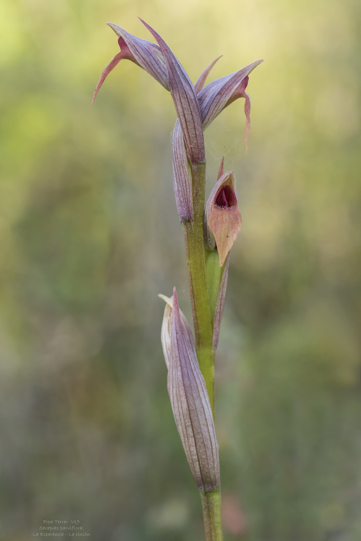 Serapias parviflora