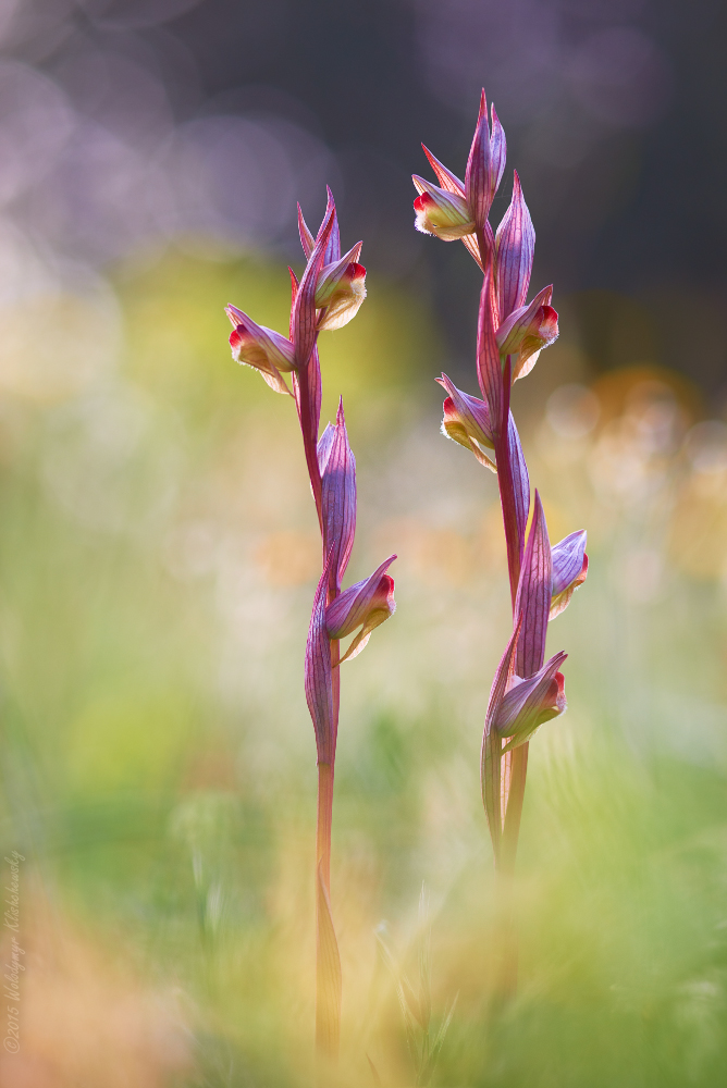 Serapias parviflora