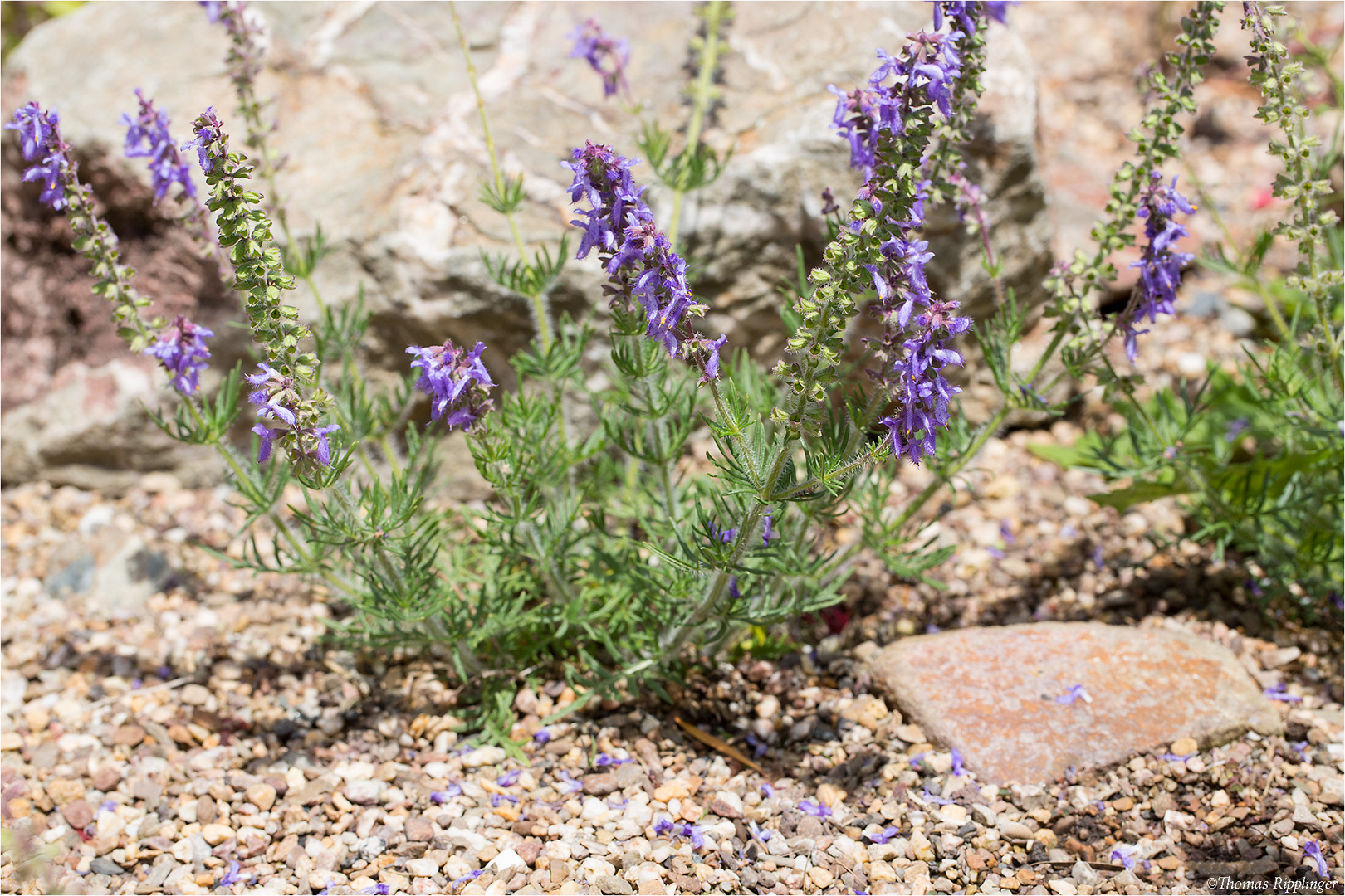 Serbischer Salbei (Salvia jurisicii)...