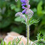 Serbischer Salbei (Salvia jurisicii)