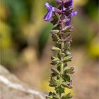 Serbischer Salbei (Salvia jurisicii)