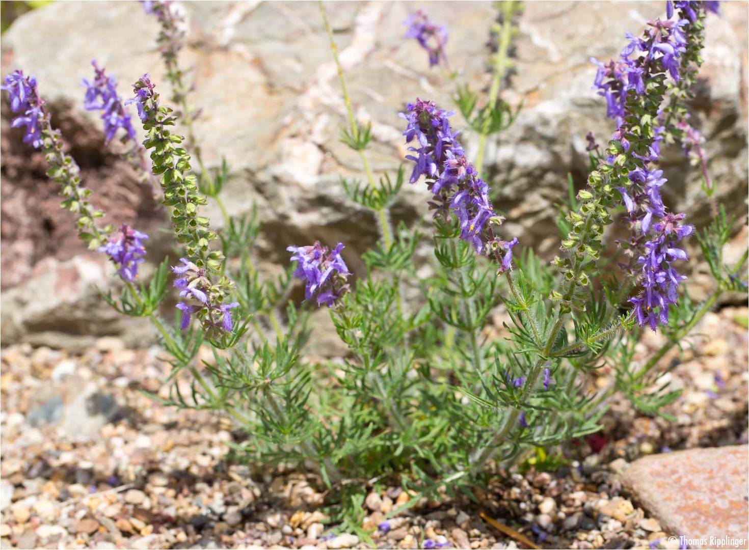 Serbischer Salbei (Salvia jurisicii).