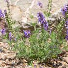 Serbischer Salbei (Salvia jurisicii).