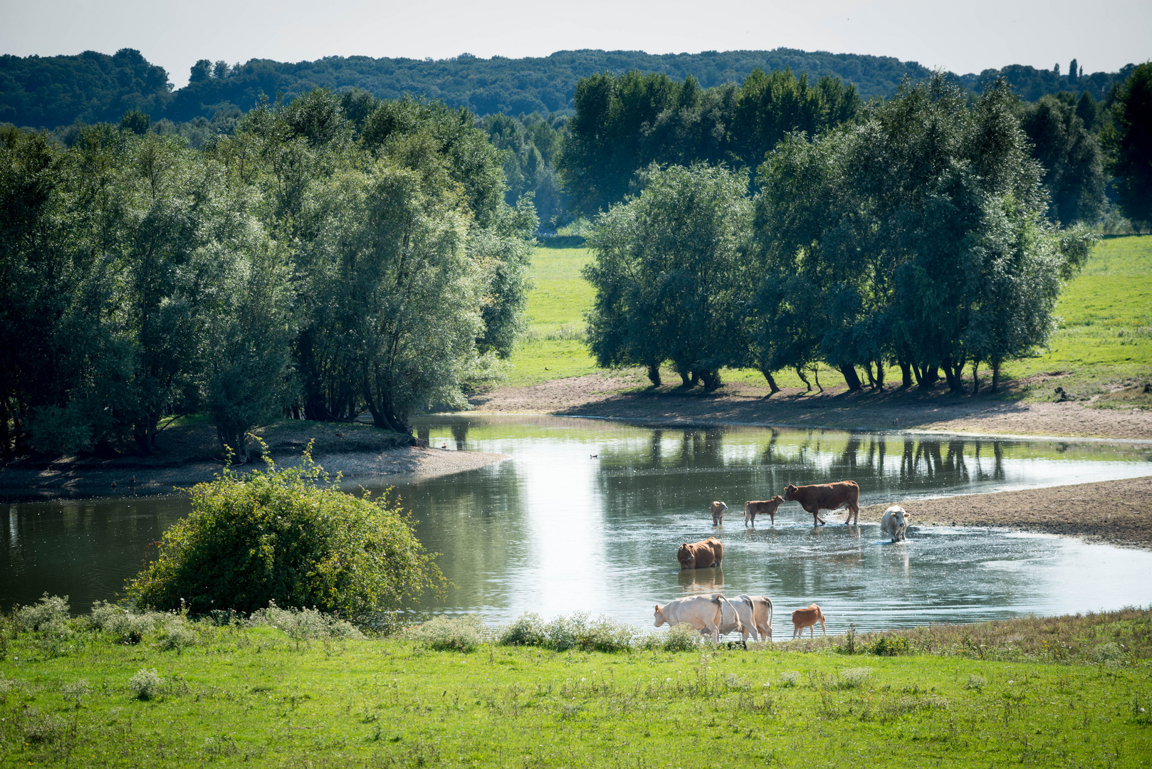 Serengenti am Niederrhein