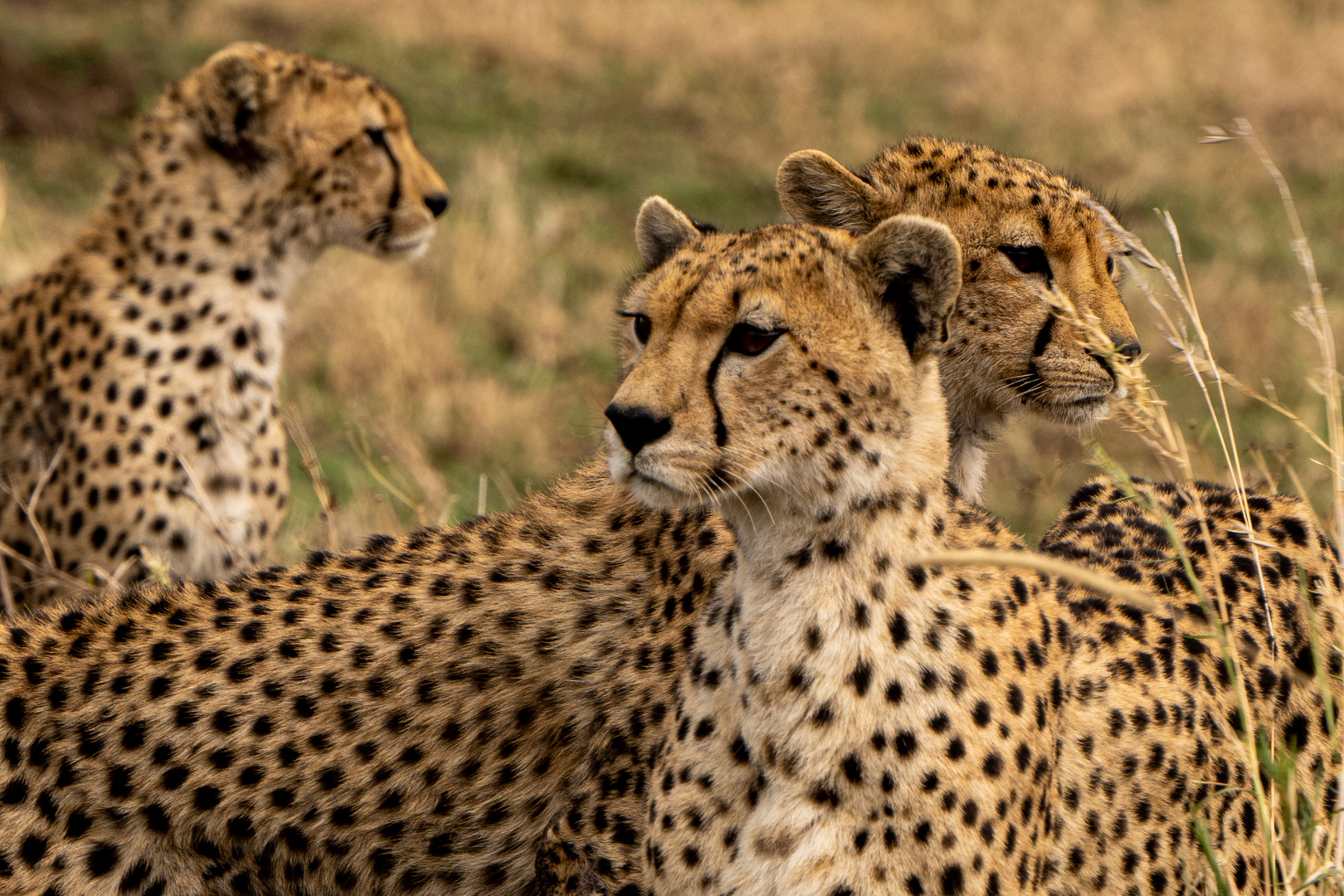 Serengeti 1 Foto & Bild africa, eastern africa, tanzania Bilder auf
