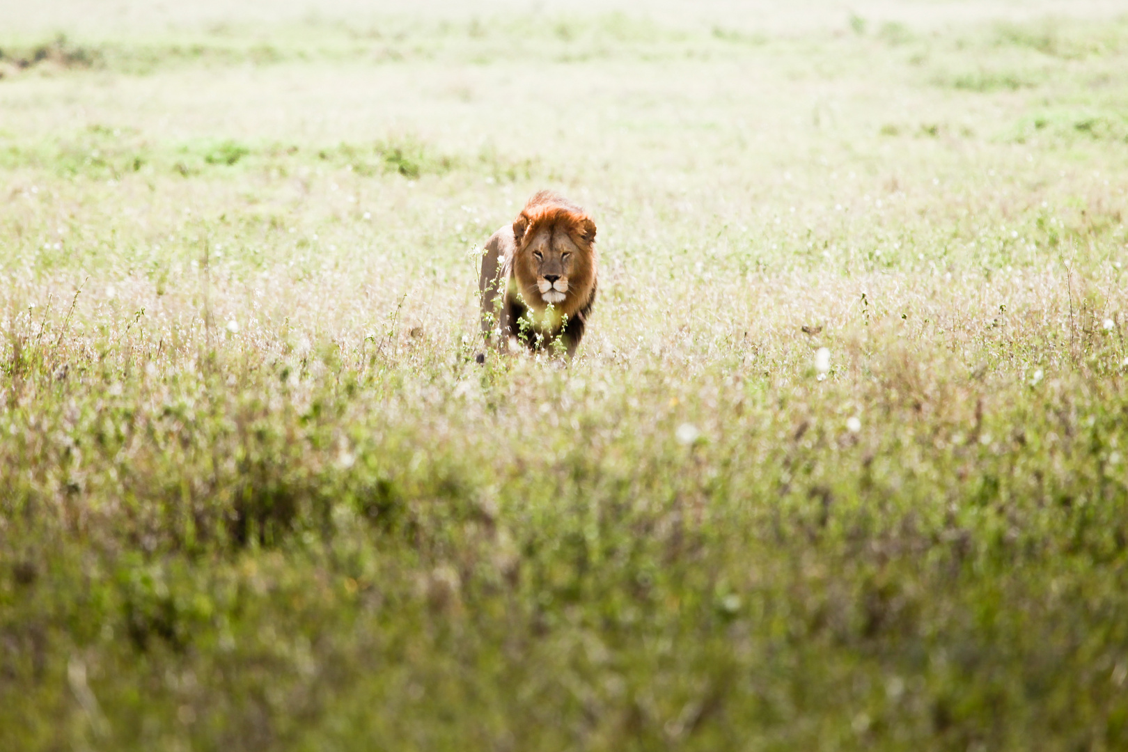 Serengeti