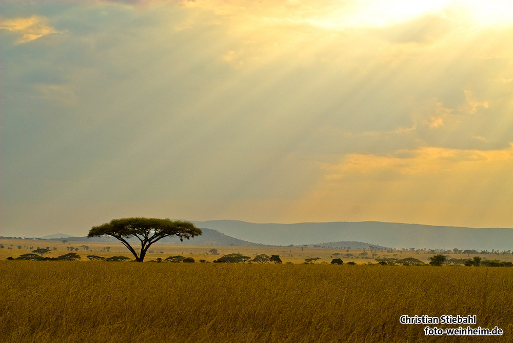 Serengeti