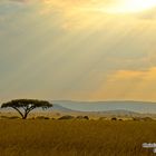 Serengeti