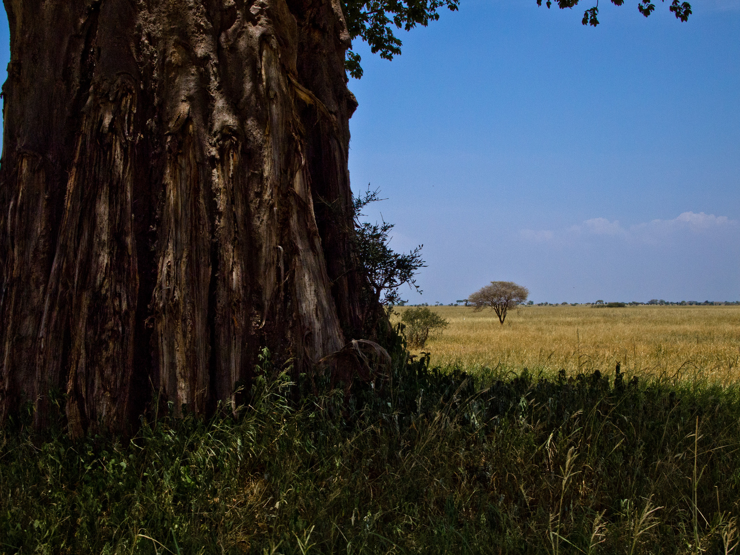 Serengeti 2012