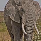 Serengeti 2012