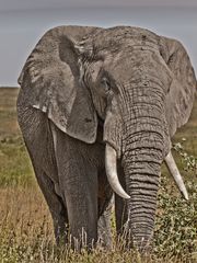 Serengeti 2012