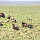 Serengeti 2018