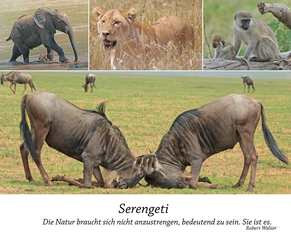 Serengeti